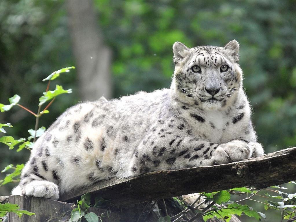 Schneeleopard